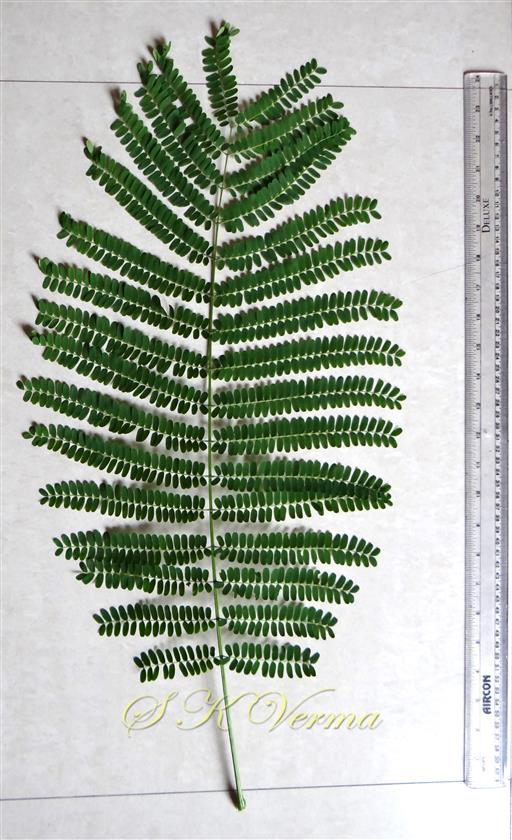  Leaf